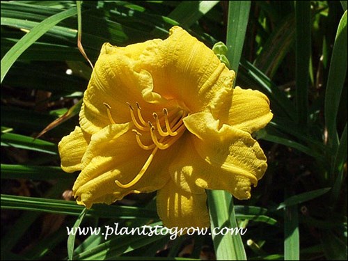 Stella D Oro Daylily (Hemerocallis)